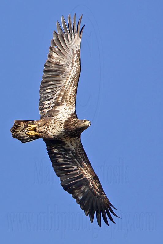 _MG_5551 Bald Eagle.jpg