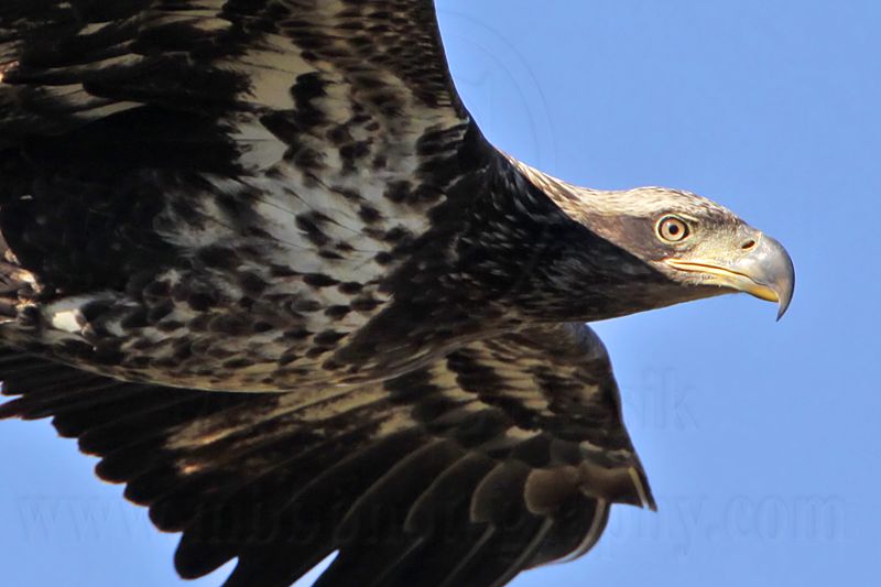_MG_5591crop Bald Eagle.jpg