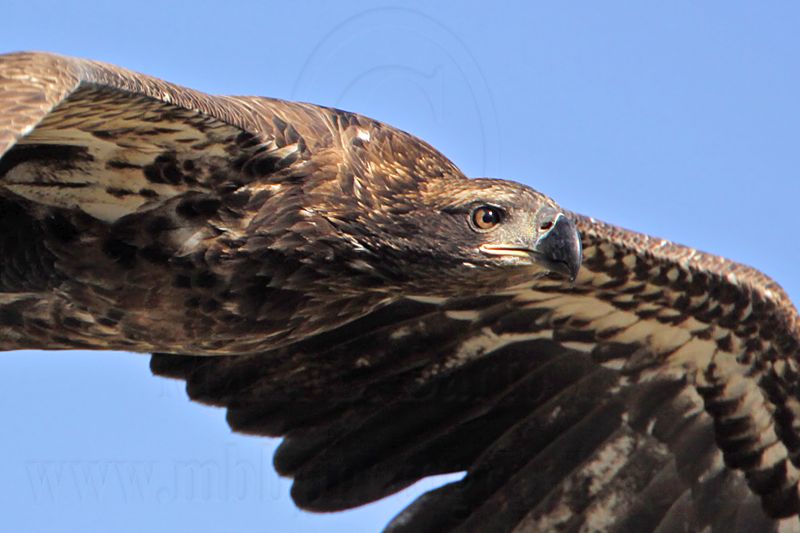 _MG_5721 Bald Eagle.jpg