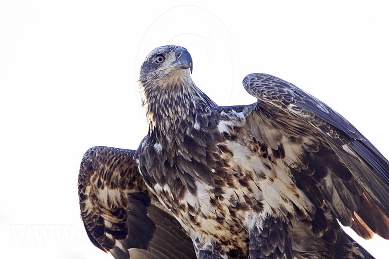 _MG_6420 Bald Eagle.jpg