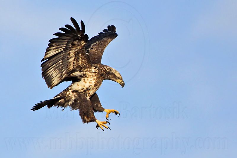 _MG_6441 Bald Eagle.jpg