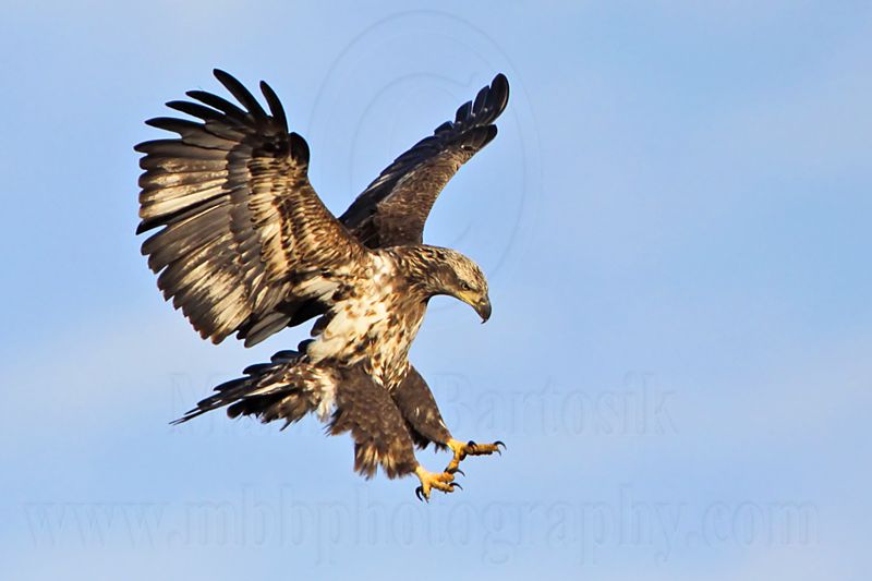 _MG_6442 Bald Eagle.jpg
