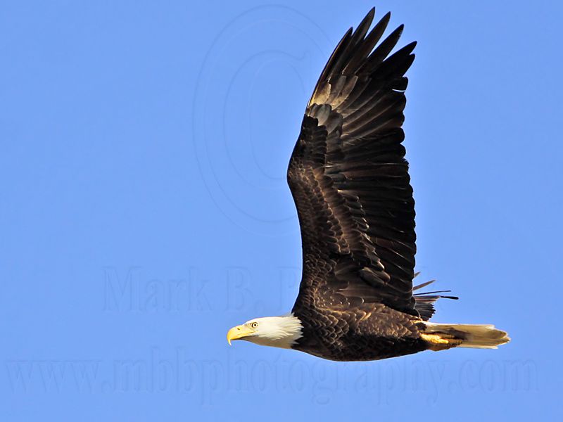 _MG_6535 Bald Eagle.jpg