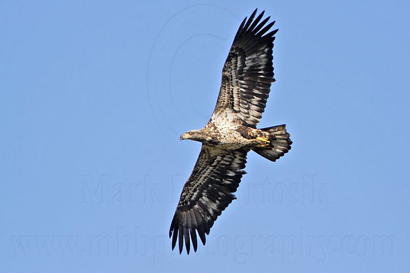 _MG_8248 Bald Eagle.jpg
