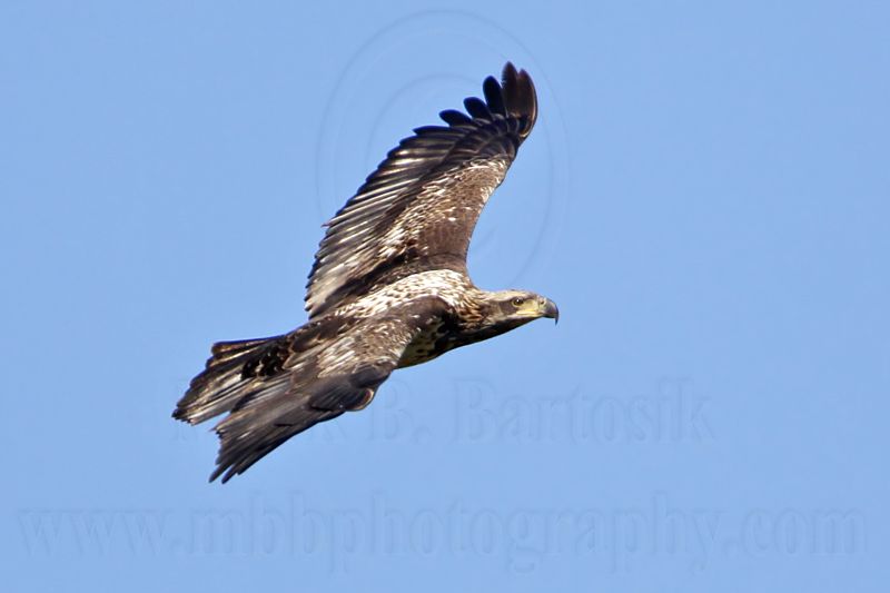 _MG_8262 Bald Eagle.jpg