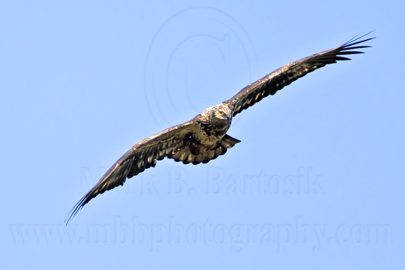_MG_8269 Bald Eagle.jpg