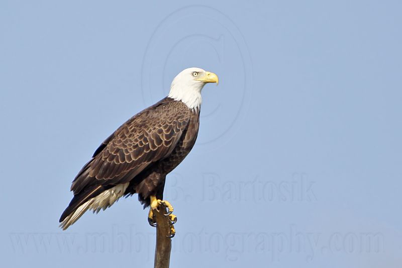 _MG_8966 Bald Eagle.jpg