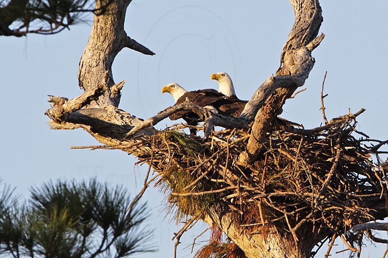 _MG_4778 Bald Eagle.jpg