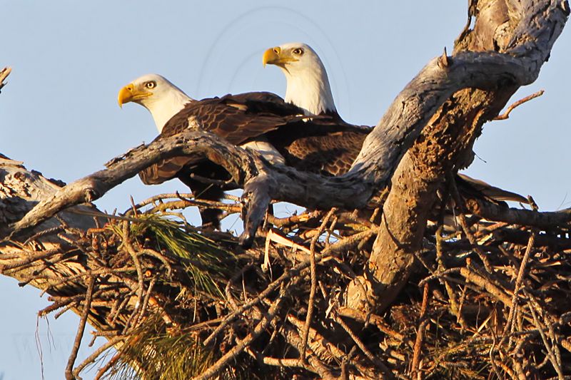 _MG_4778crop2 Bald Eagle.jpg