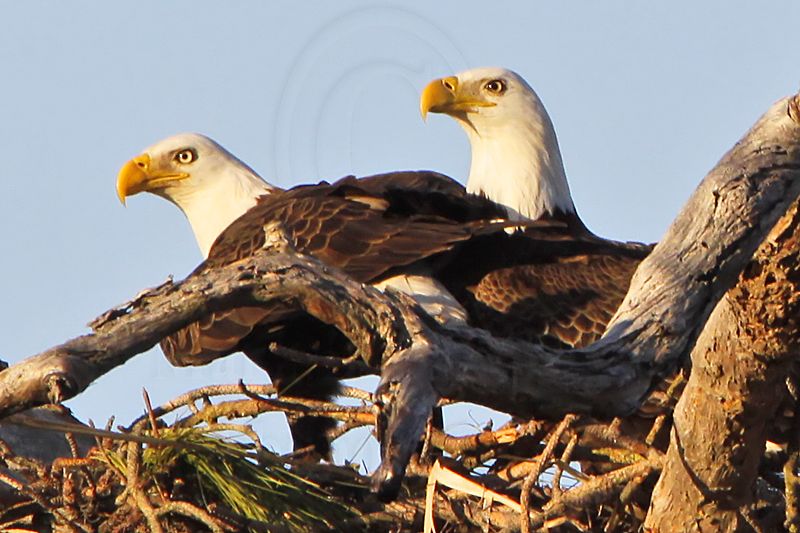 _MG_4778crop3 Bald Eagle.jpg