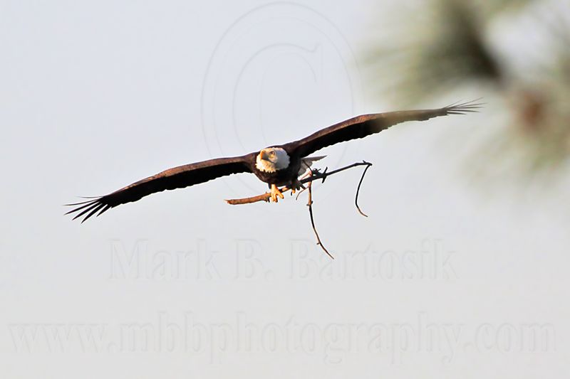 _MG_4812 Bald Eagle.jpg