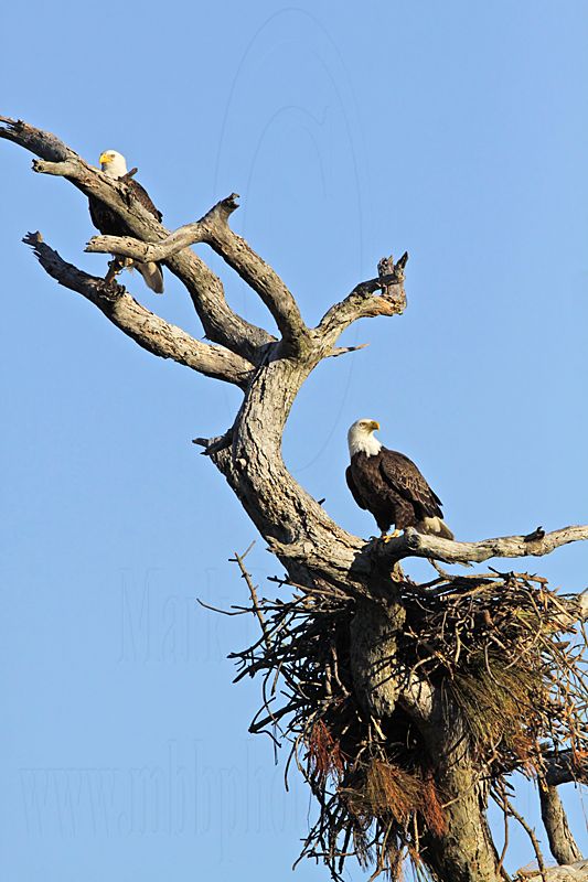 _MG_2852 Bald Eagle.jpg