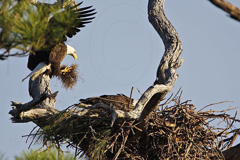 _MG_2977 Bald Eagle.jpg