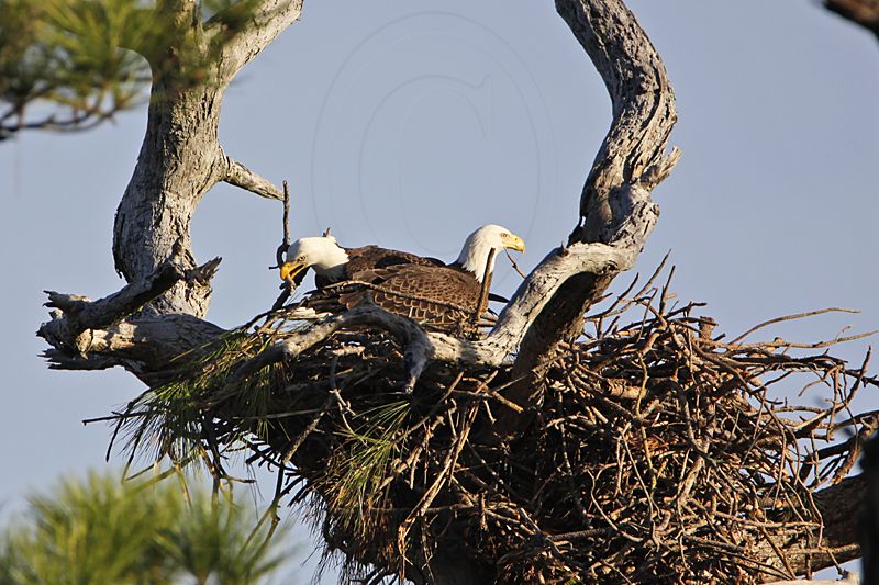 _MG_3036 Bald Eagle.jpg