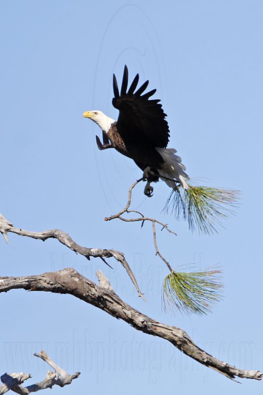 _MG_4322 Bald Eagle.jpg