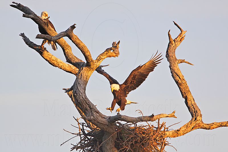 _MG_5162 Bald Eagle.jpg