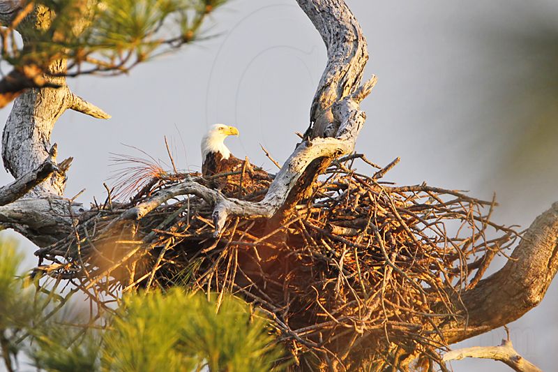 _MG_ Bald Eagle.jpg
