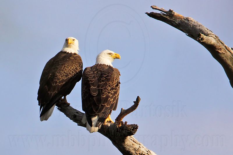 _MG_5665 Bald Eagle.jpg