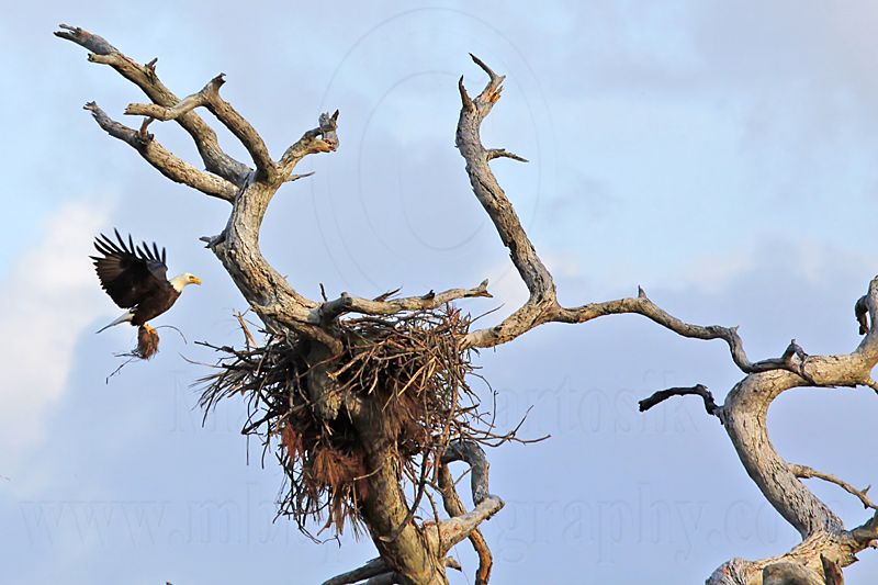 _MG_5911 Bald Eagle.jpg