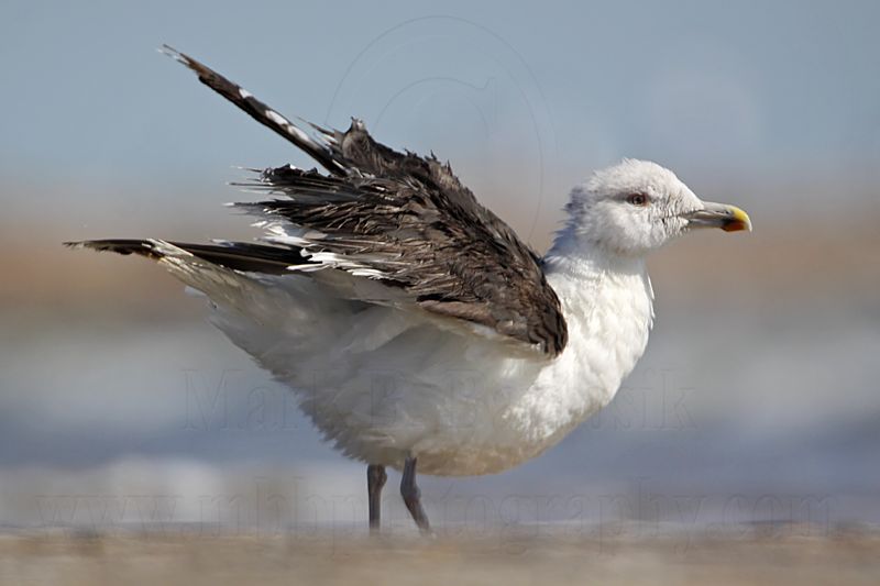 _MG_1726 Great Black-backed Gull.jpg