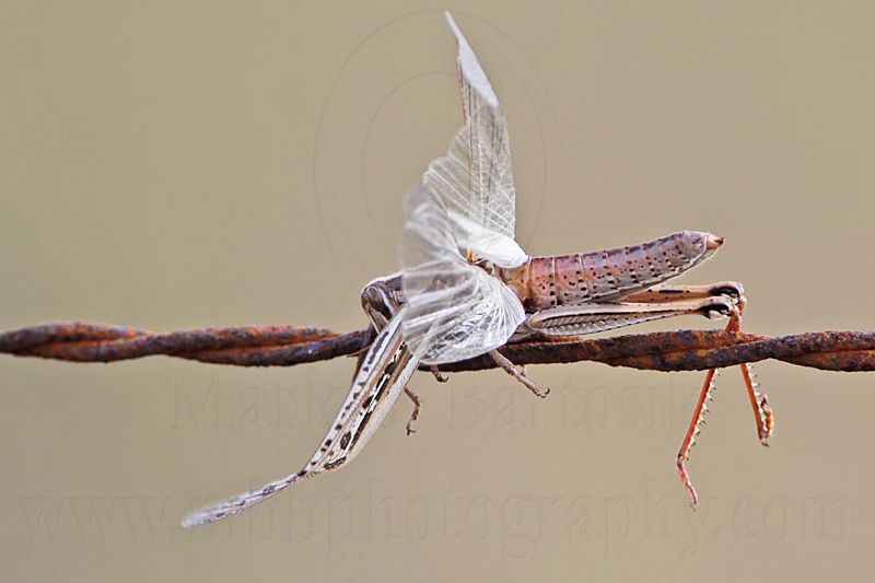 _MG_4310 Loggerhead Shrikes impaled food.jpg