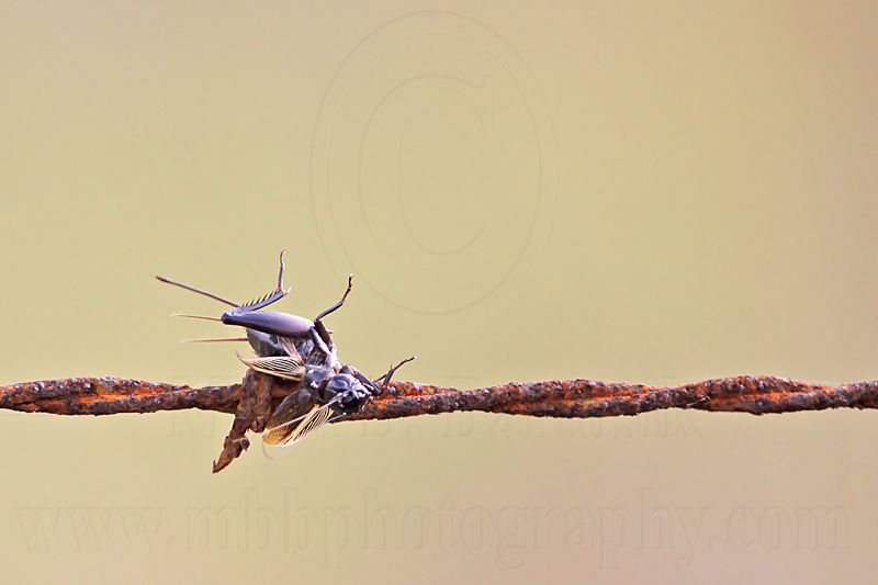 _MG_4375 Loggerhead Shrikes impaled food.jpg