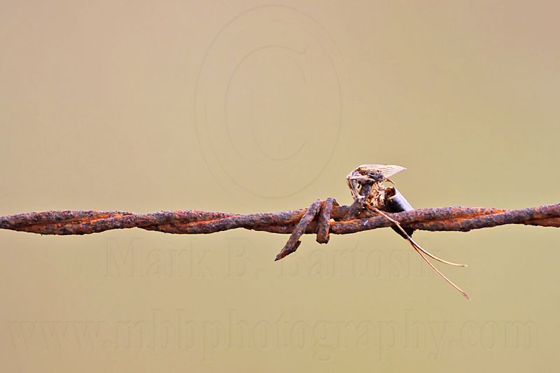 _MG_4376 Loggerhead Shrikes impaled food.jpg