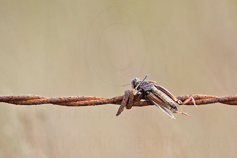 _MG_4380 Loggerhead Shrikes impaled food.jpg