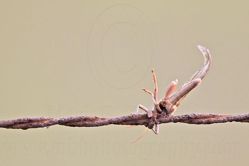 _MG_4382 Loggerhead Shrikes impaled food.jpg