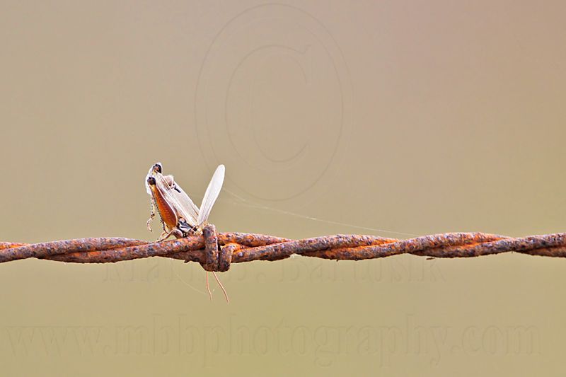 _MG_4385 Loggerhead Shrikes impaled food.jpg