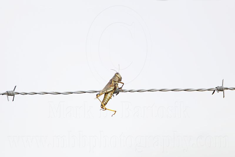 _MG_4937 Loggerhead Shrikes impaled food.jpg