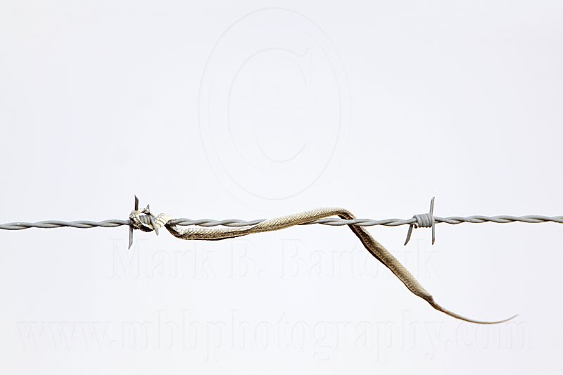 _MG_4953 Loggerhead Shrikes impaled food.jpg