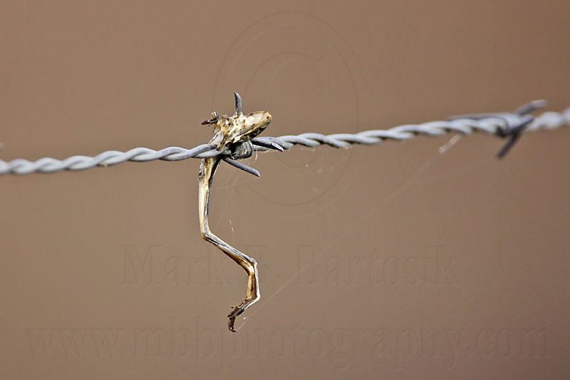 _MG_5033 Loggerhead Shrikes impaled food.jpg