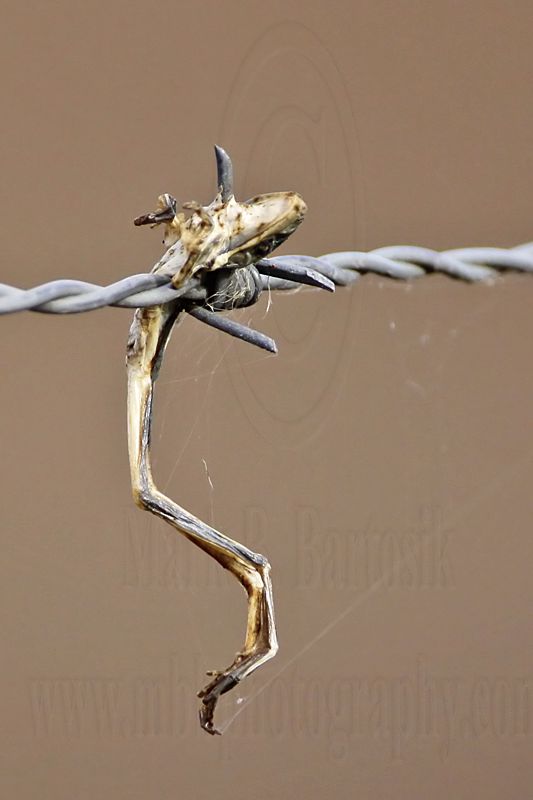_MG_5033crop Loggerhead Shrikes impaled food.jpg
