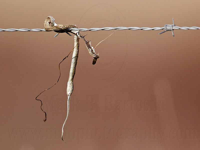 _MG_5073 Loggerhead Shrikes impaled food.jpg