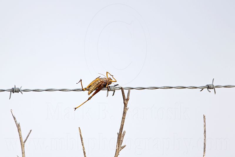 _MG_5101 Loggerhead Shrikes impaled food.jpg