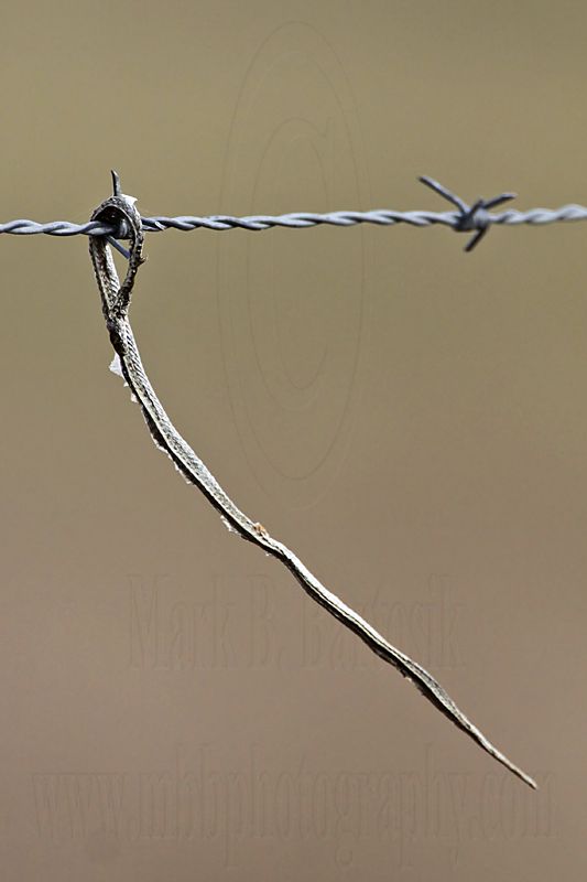 _MG_5195 Loggerhead Shrikes impaled food.jpg