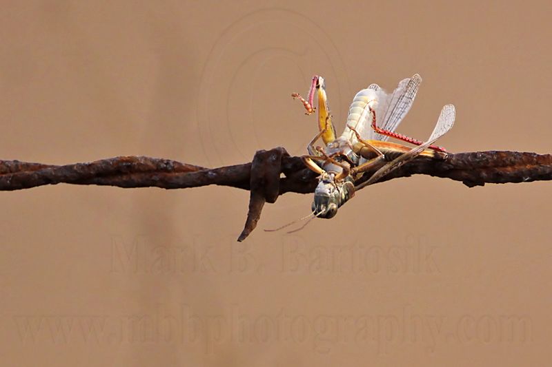 _MG_5454 Loggerhead Shrikes impaled food.jpg