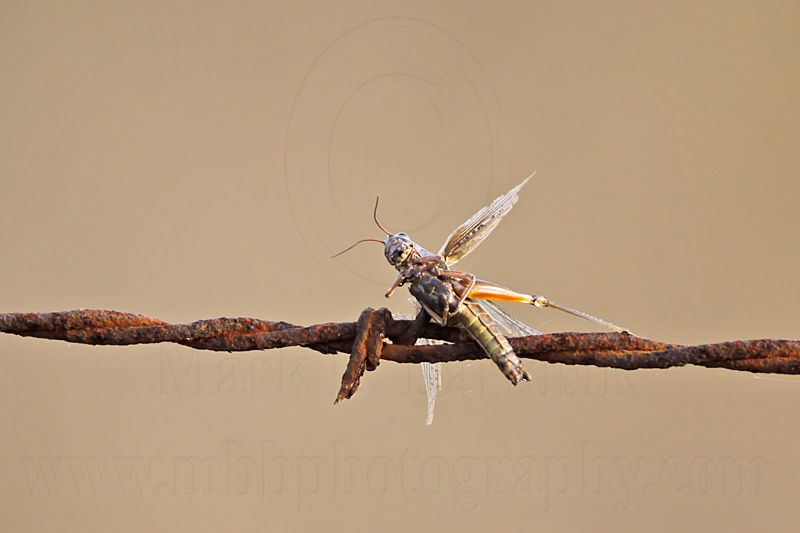 _MG_5529 Loggerhead Shrikes impaled food.jpg