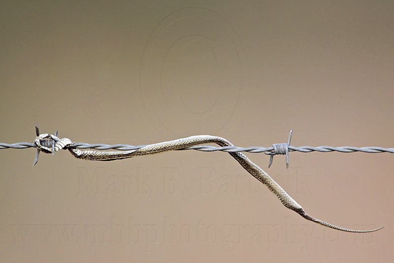 _MG_5740 Loggerhead Shrikes impaled food.jpg