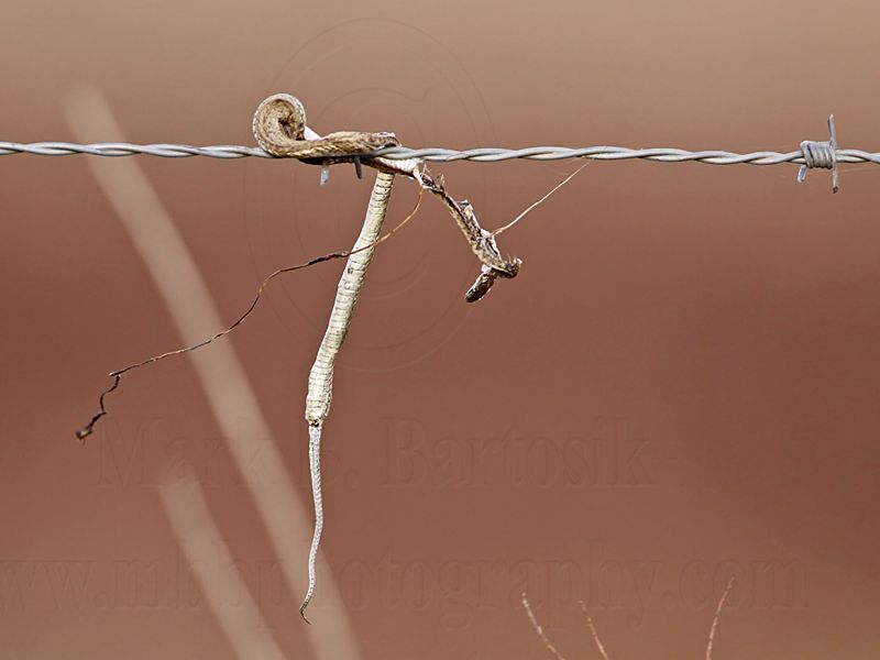 _MG_5748 Loggerhead Shrikes impaled food.jpg