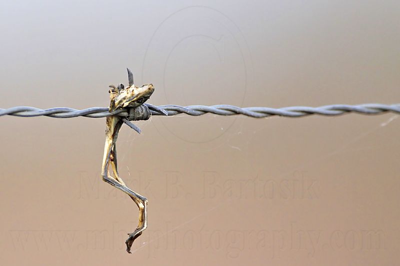 _MG_5765 Loggerhead Shrikes impaled food.jpg