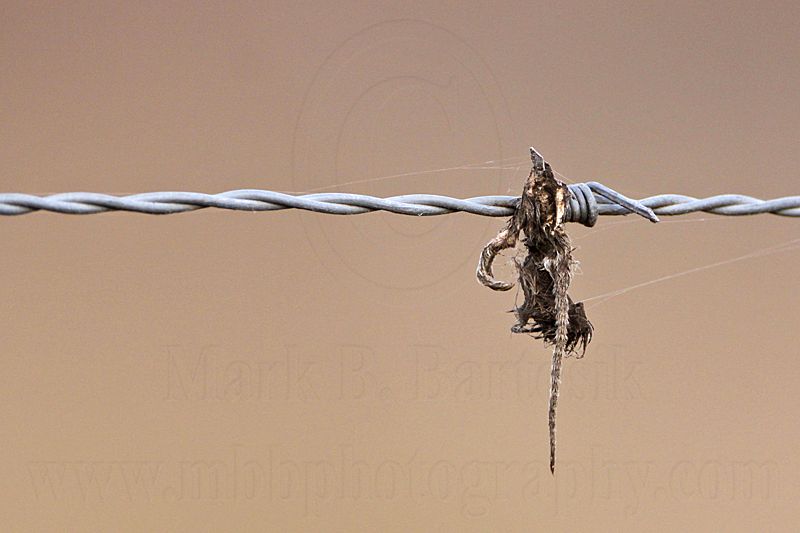 _MG_5908 Loggerhead Shrikes impaled food.jpg