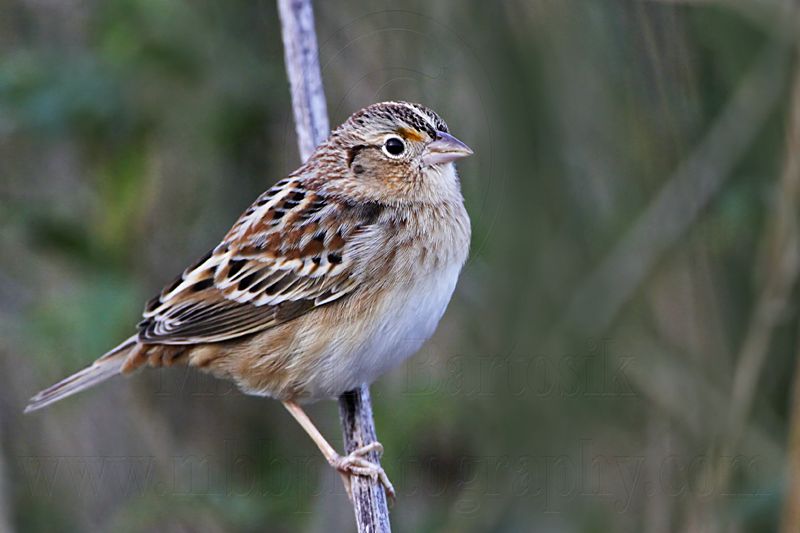 _MG_1872 Grasshopper Sparrow.jpg