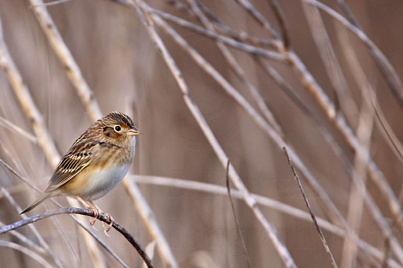 _MG_2046 Grasshopper Sparrow.jpg