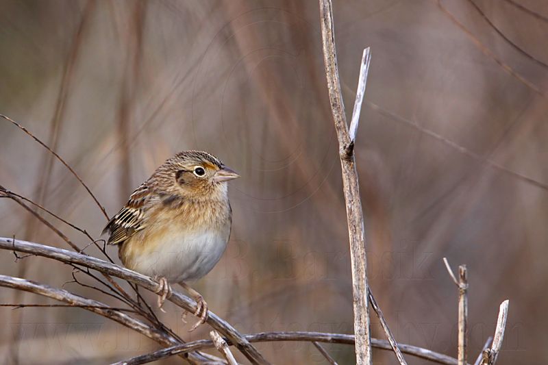 _MG_2084 Grasshopper Sparrow.jpg