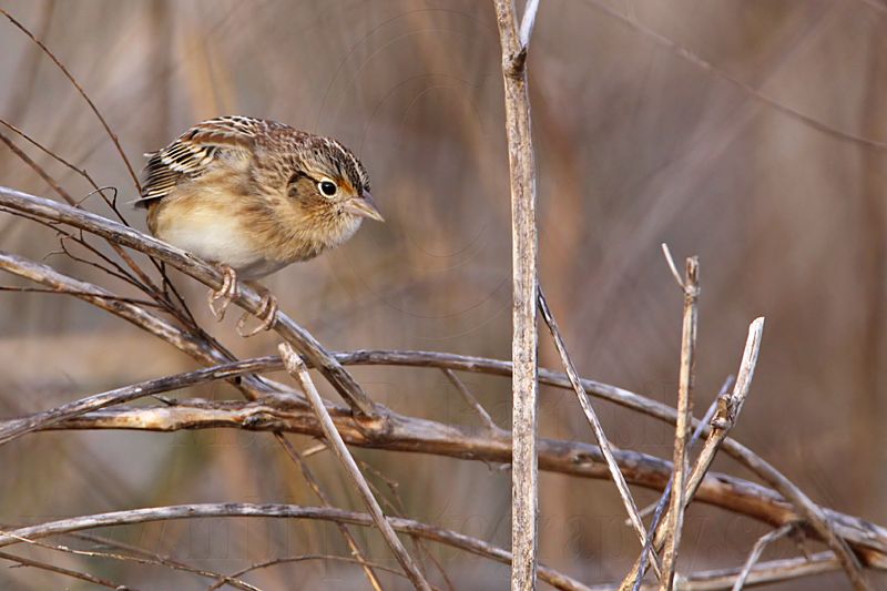 _MG_2182 Grasshopper Sparrow.jpg