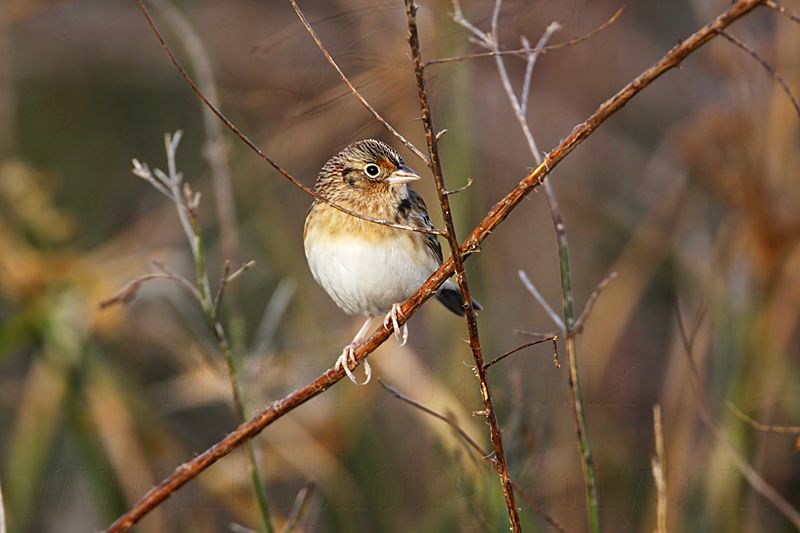 _MG_2236 Grasshopper Sparrow.jpg