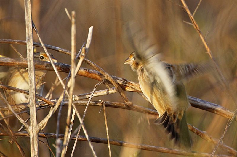 _MG_2267 Grasshopper Sparrow.jpg