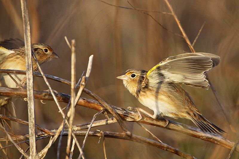 _MG_2268 Grasshopper Sparrow.jpg